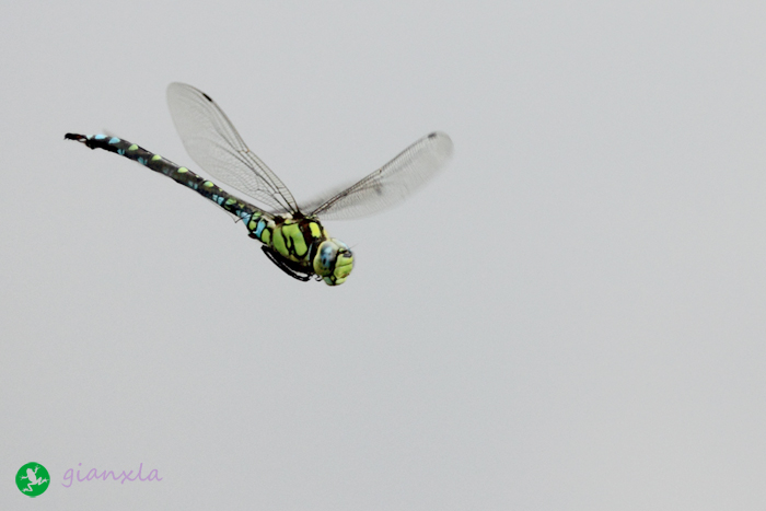 Aeshna cianea in volo e Aeshna juncea in accoppiamento